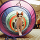Illustration for article titled Meet Cats With Attitude At Meet The Breeds